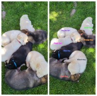 German Shepherd Husky German Shepherd Dog for sale/adoption