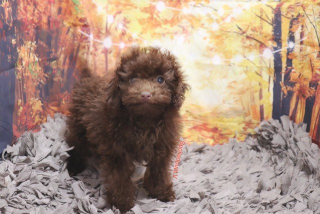 Poodle Toy puppy for sale + 59516