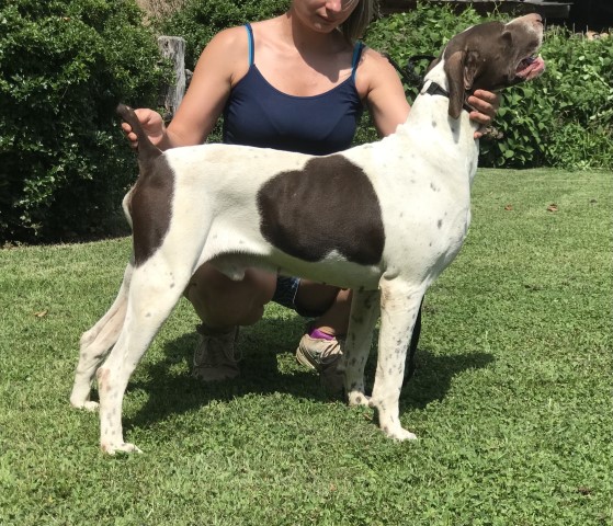 German Shorthaired Pointer puppy for sale + 62086