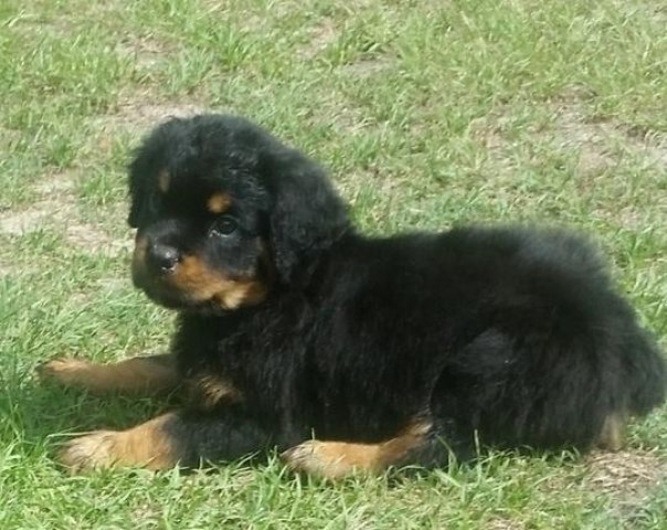 Top quality Male and Female Rottweiler puppies
