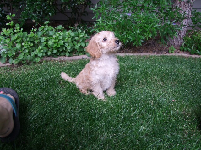 Miniature Labradoodle Puppies