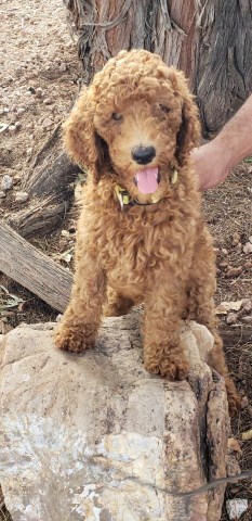Gorgeous Red Standard Poodle