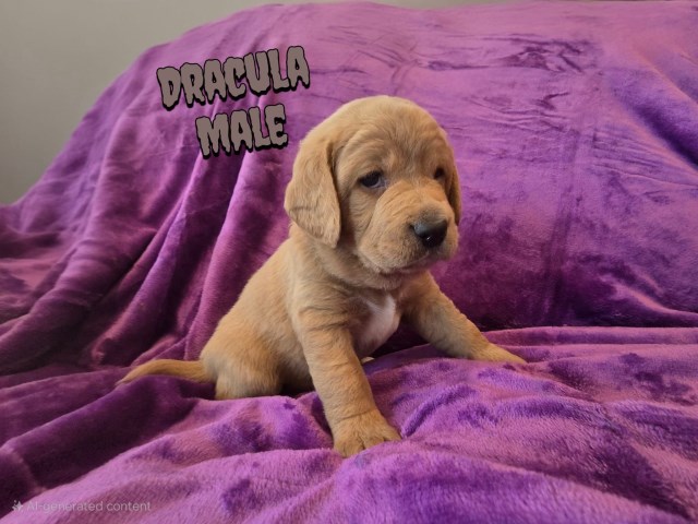 Responsibly Rasied Labtadoodle Pups