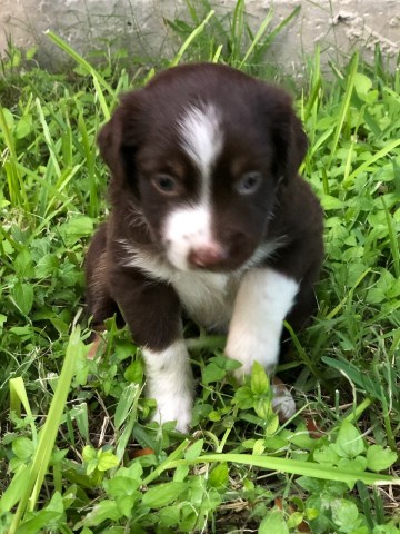 Miniature Australian Shephard