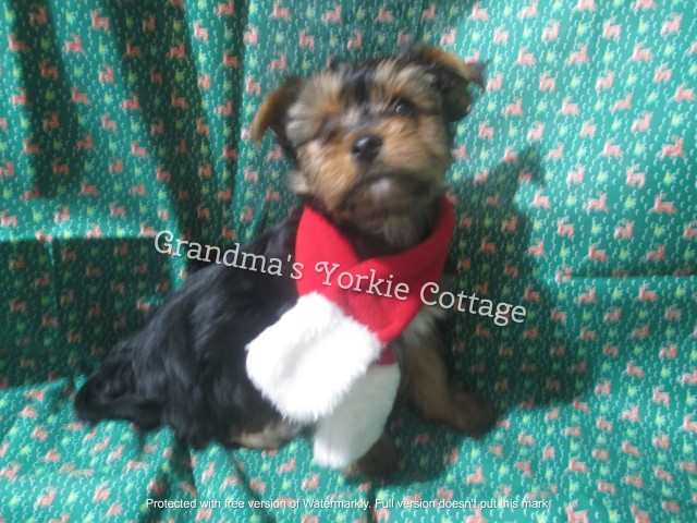 Yorkshire Terrier puppy for sale + 62435