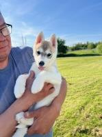 April 2024 Siberian Husky pups Siberian Husky for sale/adoption