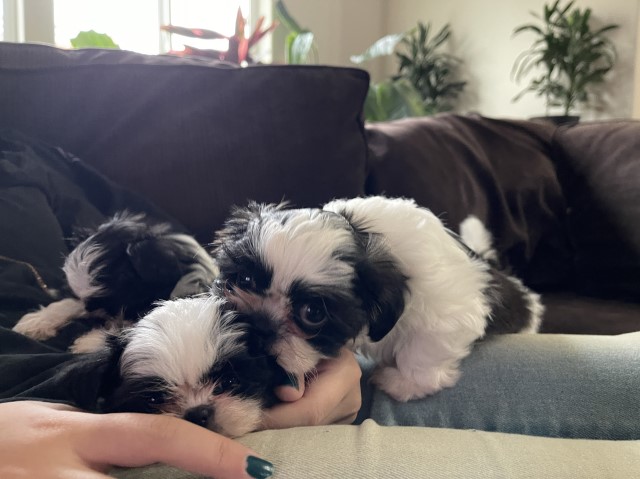 Imperial Shih Tzus