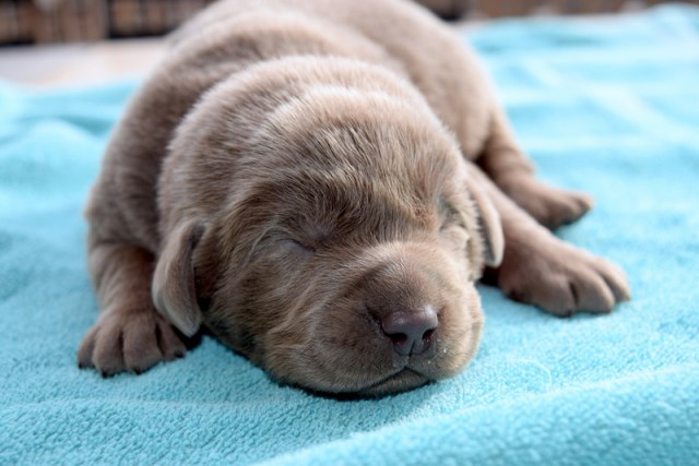 Labrador Retriever puppy for sale + 59803