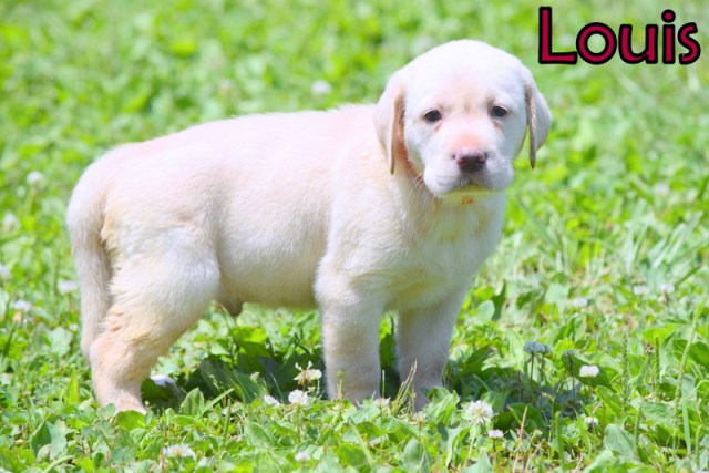 Labrador Retriever puppy for sale + 53038