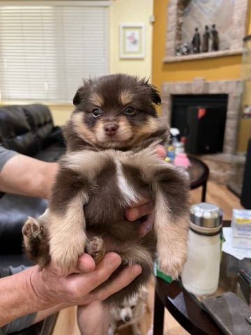 Pomeranian Puppies