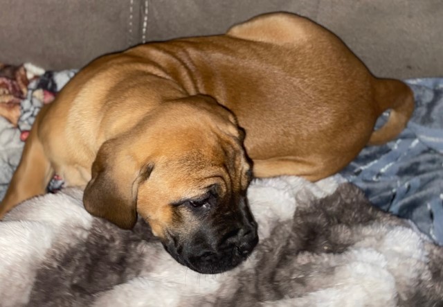 Mastiff puppy for sale + 63428