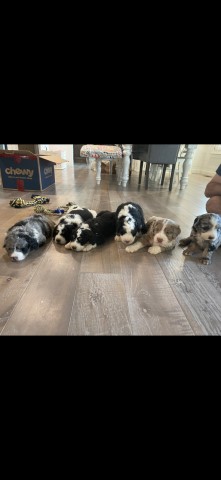 F2 Standard Bernedoodle Puppies