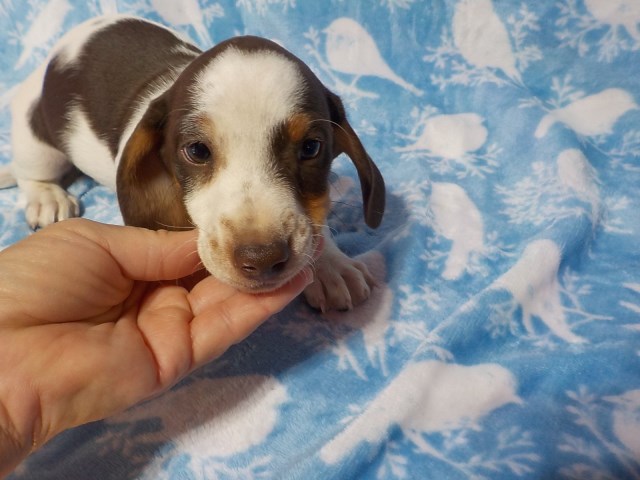 Dachshund puppy for sale + 66493