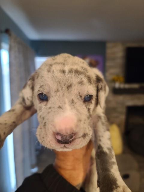 Neapolitan Mastiff puppy for sale + 62709