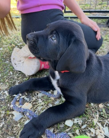 Weimaraner puppy for sale + 66464
