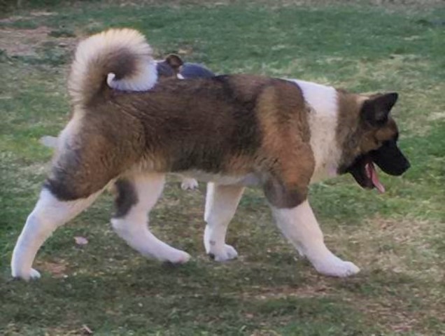 Akita puppy for sale + 63522