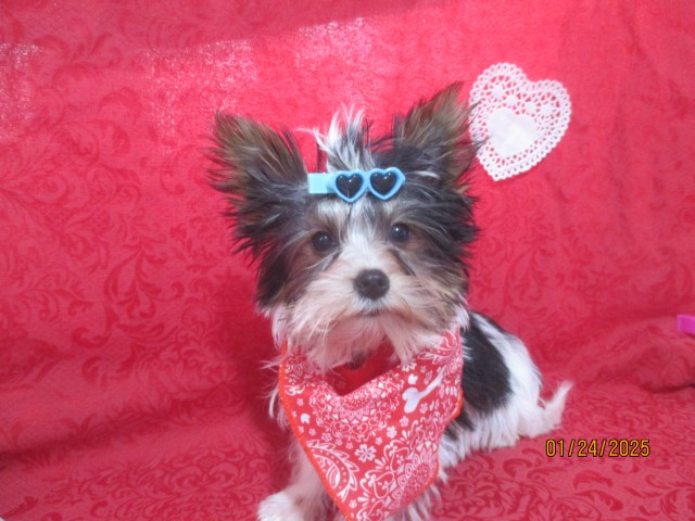 Yorkshire Terrier puppy for sale + 65816