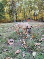 Irish Wolfhound thumbnail