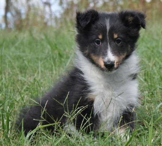 Shetland Sheepdog puppy for sale + 47163