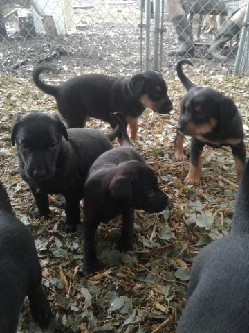 Doberman Pinscher puppy for sale + 54925