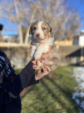 Australian Shepherd Dog puppy for sale + 65293