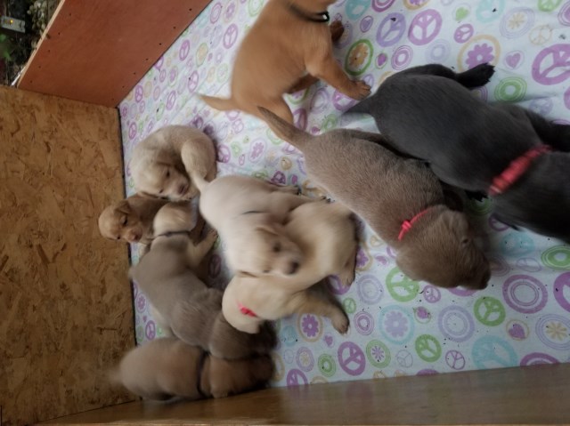 Labrador Retriever puppy for sale + 58056