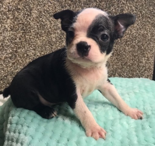 Black and White boston terrier pups ready to go home anywhere from June 14- Middle of July.