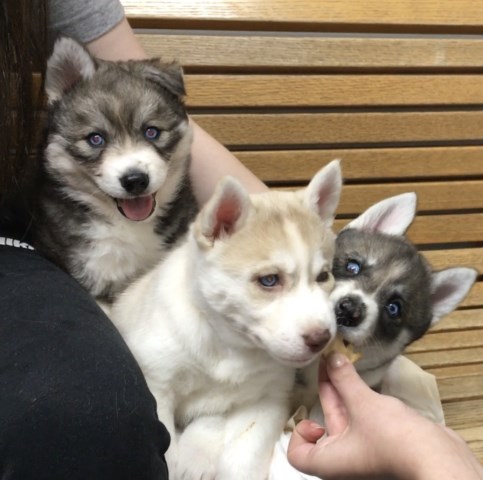 AKC Reg. Siberian Husky Puppies