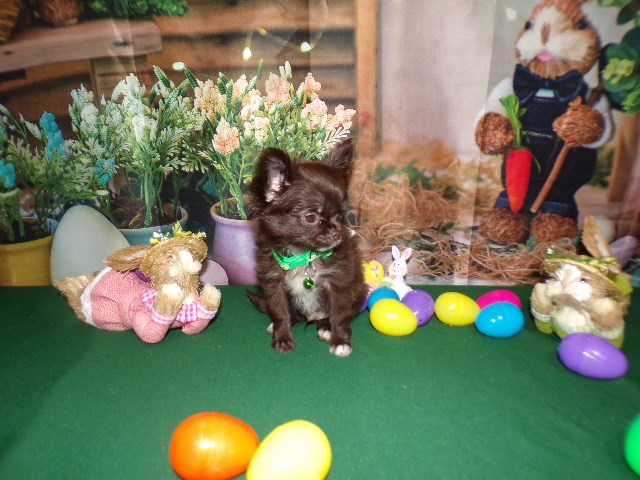 Tiny teacup apple head long coat chihuahuas AKC  KoKo's