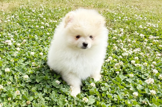 CKC Pomeranian: STARR