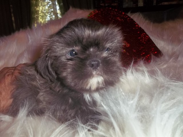Shih Tzu puppy for sale + 63229