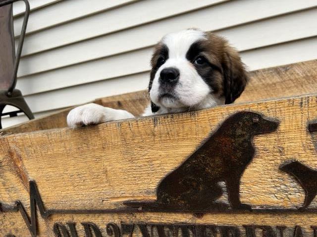 Saint Bernard Puppies