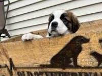 Saint Bernard thumbnail