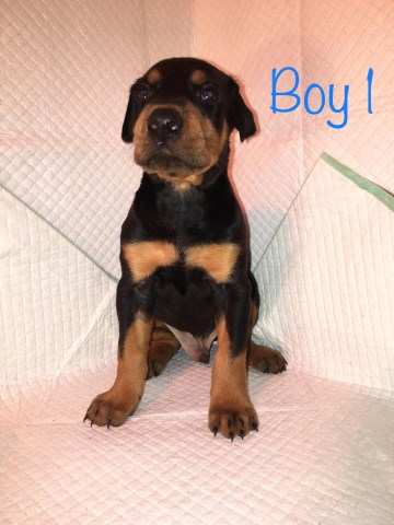 CKC registered doberman puppies for sale