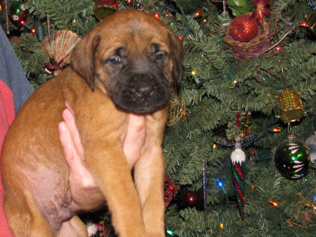 Mastiff puppy for sale + 51243