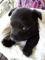 Shorkie puppies Shih Tzu for sale/adoption