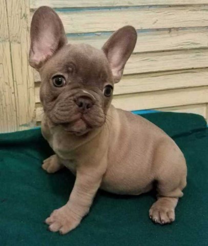 French Bulldog puppy for sale + 52060