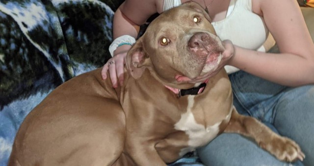 Kali is American Pit Bull. She is 8 years old. Very loving sweet girl. Loves to cuddle.