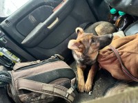 Rider’s Litter of Pups German Shepherd Dog for sale/adoption