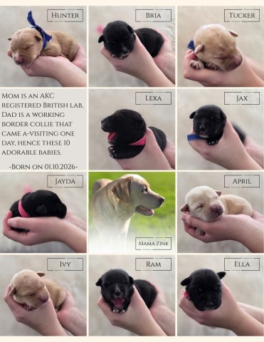 Labrador Retriever/Border Collie Puppies For Sale