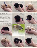 Labrador Retriever/Border Collie Puppies For Sale Labrador Retriever for sale/adoption