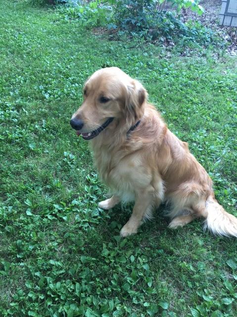 Golden Retriever puppy dog for sale in Phillipsburg, Missouri
