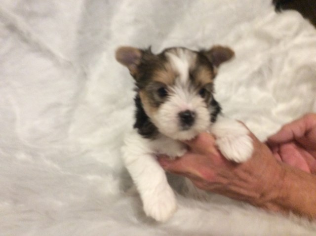 Adorabel Male Yorkie Puppy