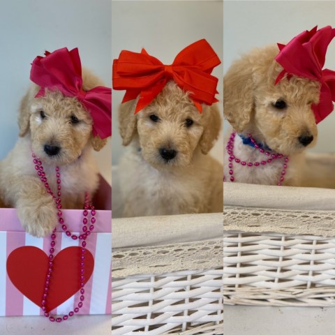 Goldendoodle puppy for sale + 60473