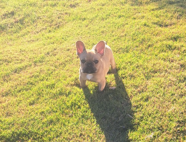 Akc Male French Bulldog