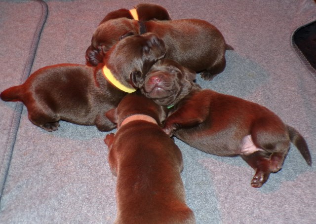 Labrador Retriever puppy for sale + 66726