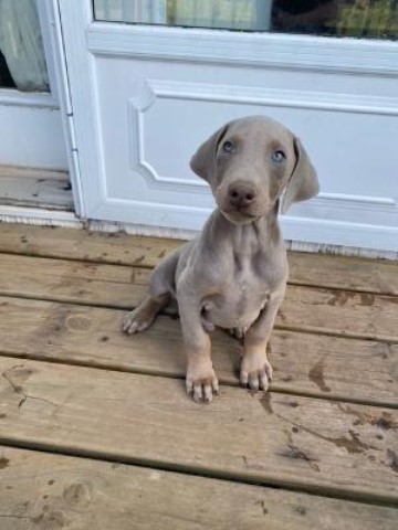 Doberman puppies AKC