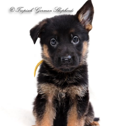 Black and Red stock coat German shepherd puppies