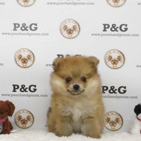 Pomeranian puppy for sale + 53195