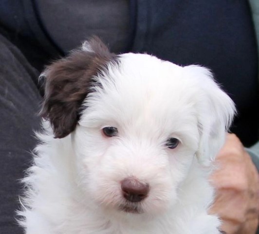 Ghost Merle Border Collie